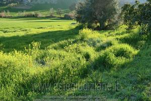 Terreno Agricolo Osimo [A4278637]