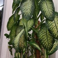 Dieffenbachia 