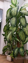 Dieffenbachia 