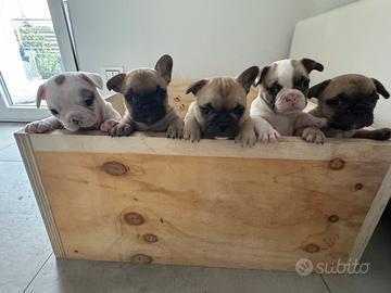 Bulldog francese