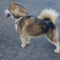 Alaskan malamute AK2652