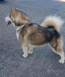 Alaskan malamute AK2652