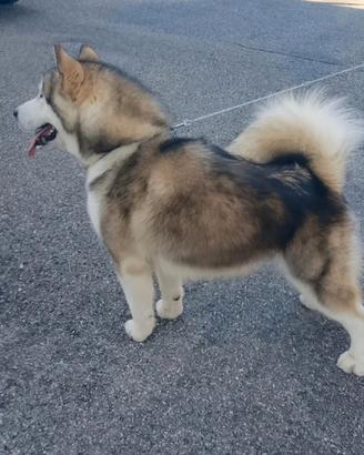 Alaskan malamute AK2652