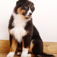 Femmina di Pastore Australiano