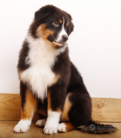 Femmina di Pastore Australiano