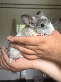 Cuccioli di Cincillà