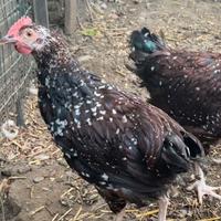 Galletto Sussex Millefiori