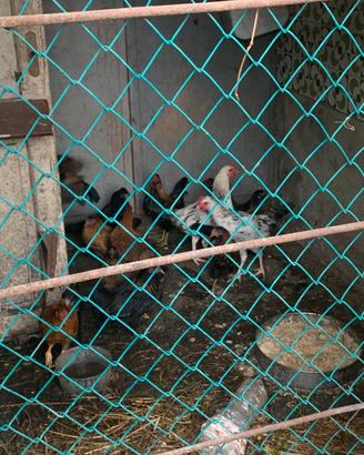 Galline