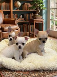 Chiwawa mini Toy