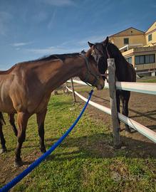 Cavallo in mezza fida