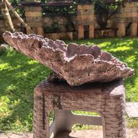 vaso collezione bonsai