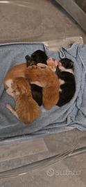 Cuccioli di Persiano