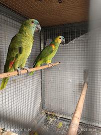 Coppia amazzone fronte blu(mutazione xanthopteryx)