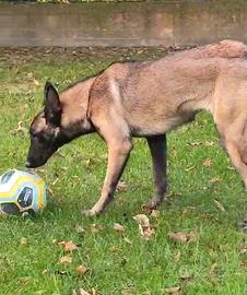 Pastore Belga Malinois