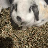 Coniglio ariete a chi lo vuole adottare