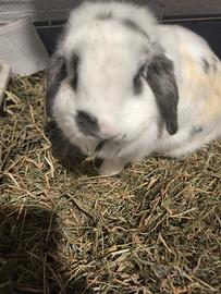 Coniglio ariete a chi lo vuole adottare