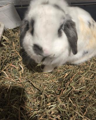 Coniglio ariete a chi lo vuole adottare