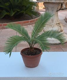 Cycas revoluta