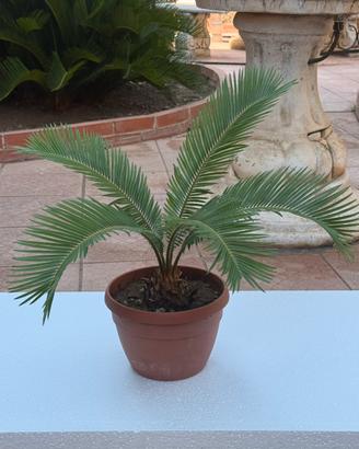 Cycas revoluta