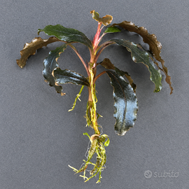 Bucephalandra Kedagang per acquario