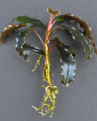 Bucephalandra Kedagang per acquario