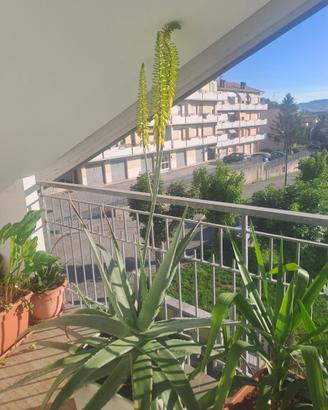 Pianta aloe