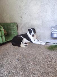 Cagnolina dolcissima da amare