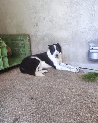 Cagnolina dolcissima da amare