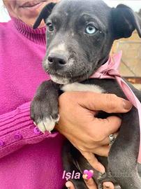 Cucciolo cane adotta