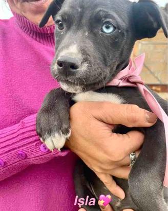 Cucciolo cane adotta