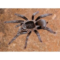 Ragno hysterocrates gigas