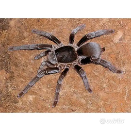 Ragno hysterocrates gigas