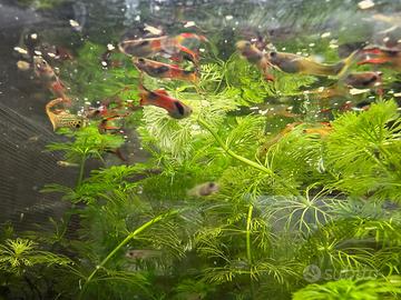 Piante e pesci per acquario
