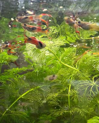 Piante e pesci per acquario