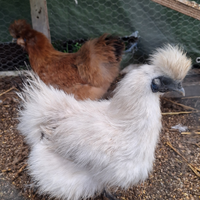 Galline e gallo moroseta