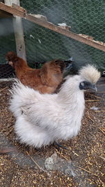 Galline e gallo moroseta