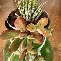 Albero di Giada e succulente – piante sane