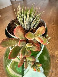 Albero di Giada e succulente – piante sane