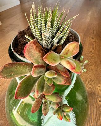 Albero di Giada e succulente – piante sane