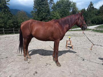 Cavallo Arabo da passeggiata