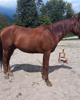Cavallo Arabo da passeggiata