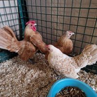 Sebright camoscio - gallo+ gallina oppure trio