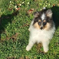 Pastore shetland il mini lassie in miniatura