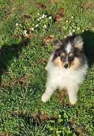 Pastore shetland il mini lassie in miniatura