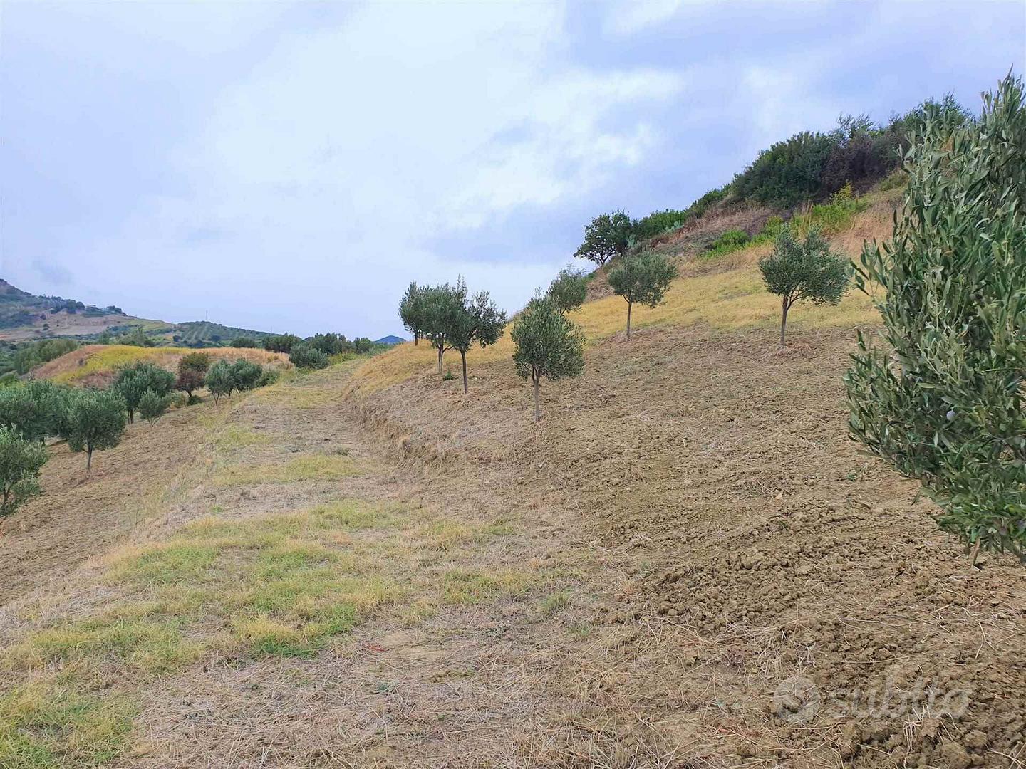 Rif.RI233| terreno agricolo borgia - Vista 4