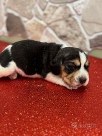 Beagle