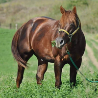 Stallone Quarter Horse