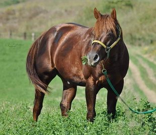 Stallone Quarter Horse