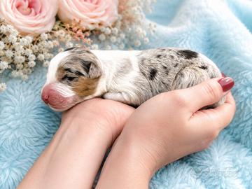 Cuccioli pastore australiano