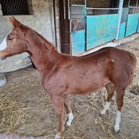 Cavalla quarter horse